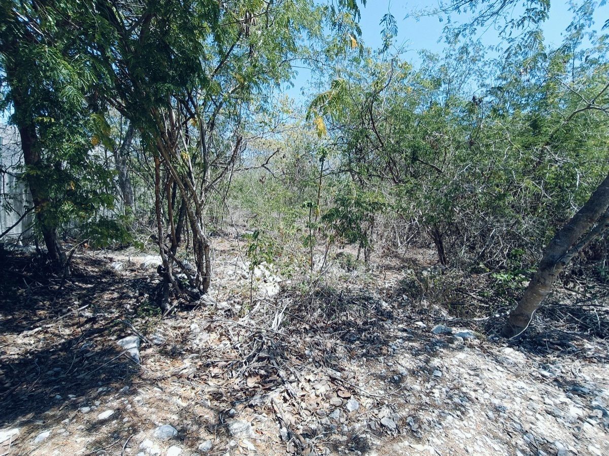 Imagen 4 de 9
