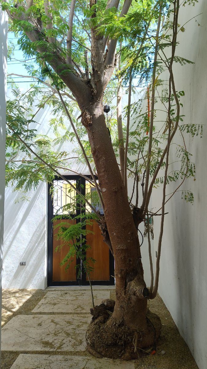 1 of 15: Front Terrace with Beautiful tree