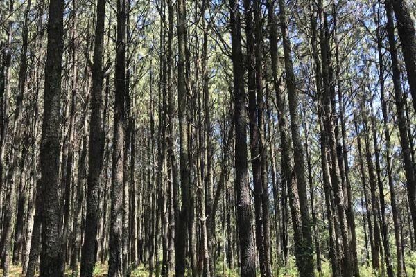 2 de 14: Pinos y encinos