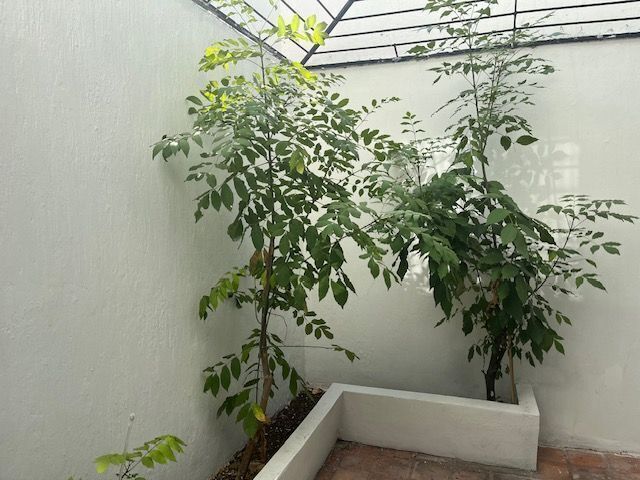 5 de 28: patio con jardineras y jaula de protección