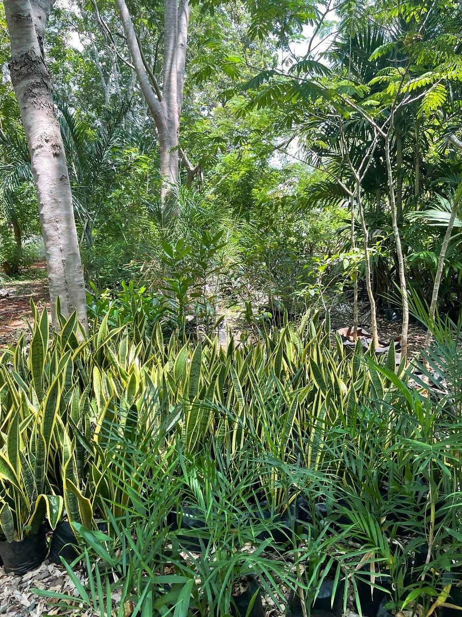 Rancho en Tecoh, Tecoh, foto 38 de 47