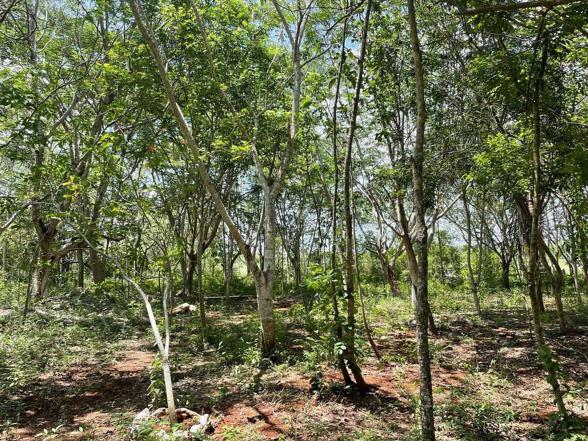 Rancho en Tecoh, Tecoh, foto 41 de 47