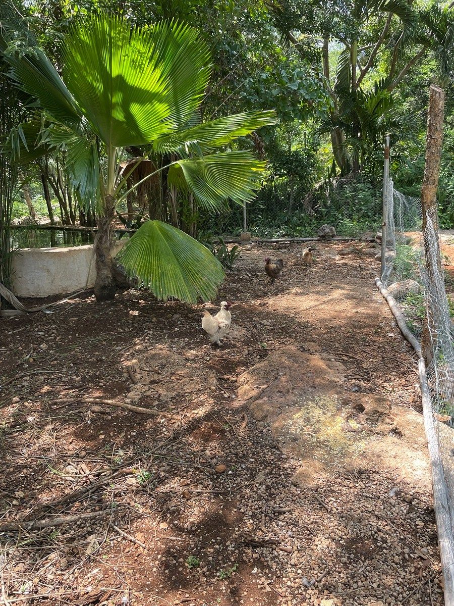 Rancho en Tecoh, Tecoh, foto 47 de 47