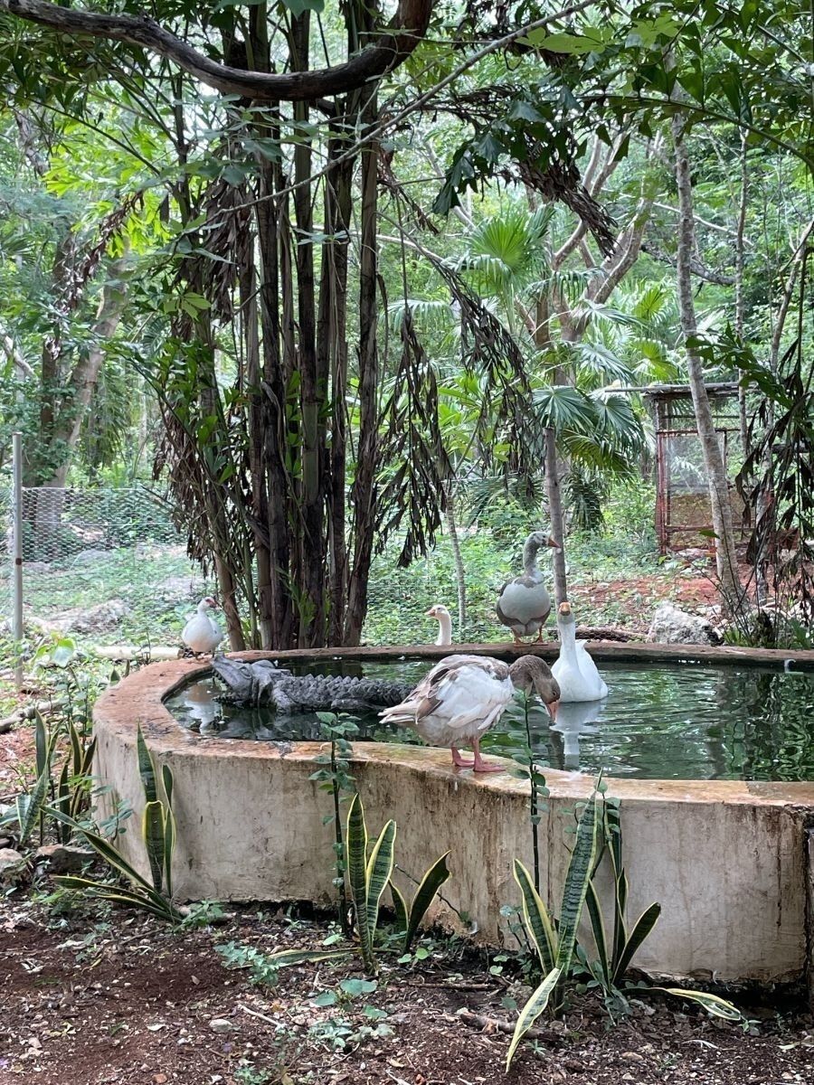Rancho en Tecoh, Tecoh, foto 8 de 47