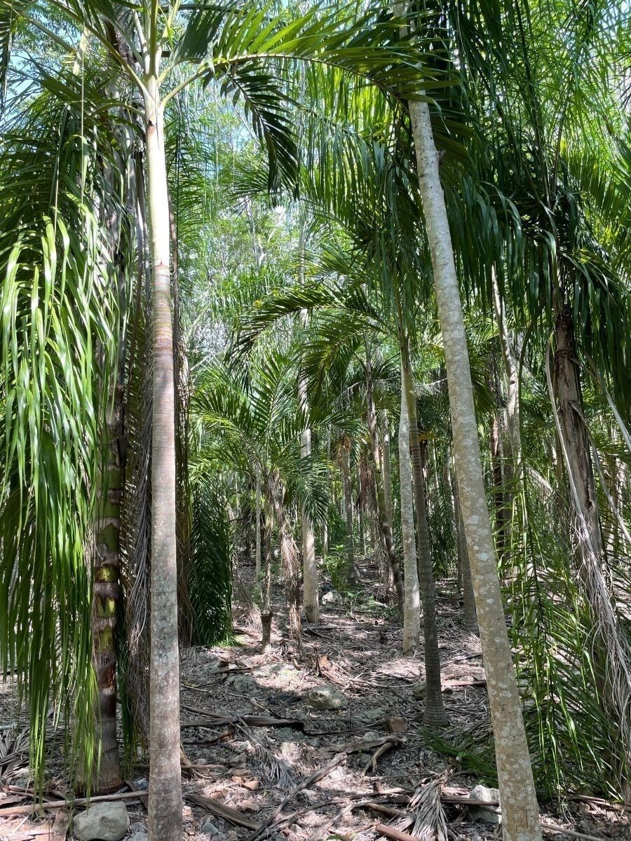 Rancho en Tecoh, Tecoh, foto 12 de 47
