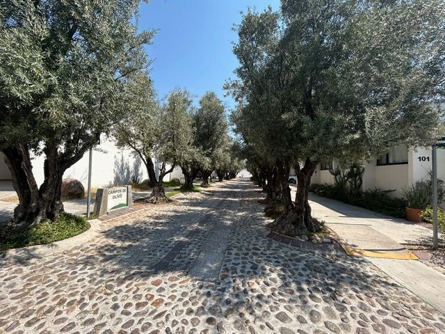 Terreno en Venta en los Olivos