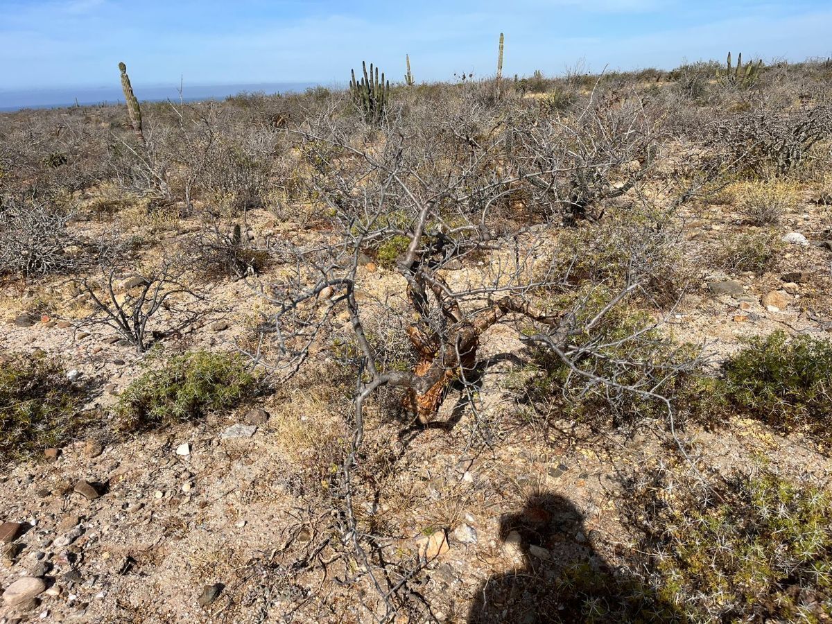 LAND FOR SALE IN TODOS SANTOS AGUA BLANCA - foto 4