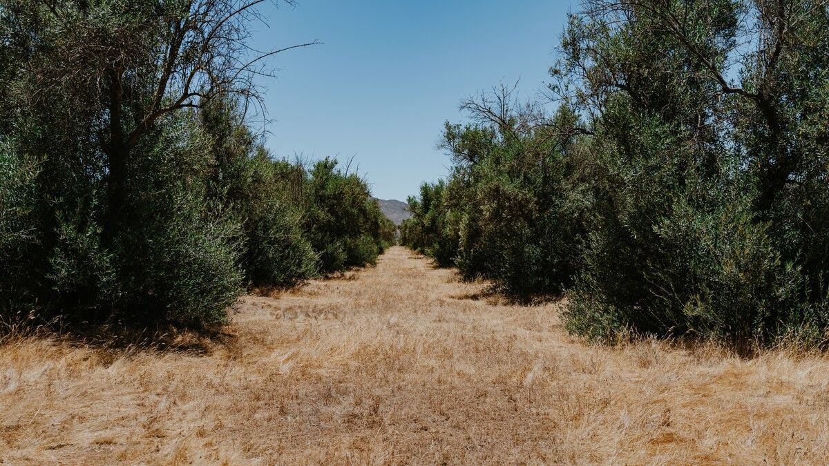 Terreno campestre premium en Venta en Valle de Guadalupe de 1.55 héctareas