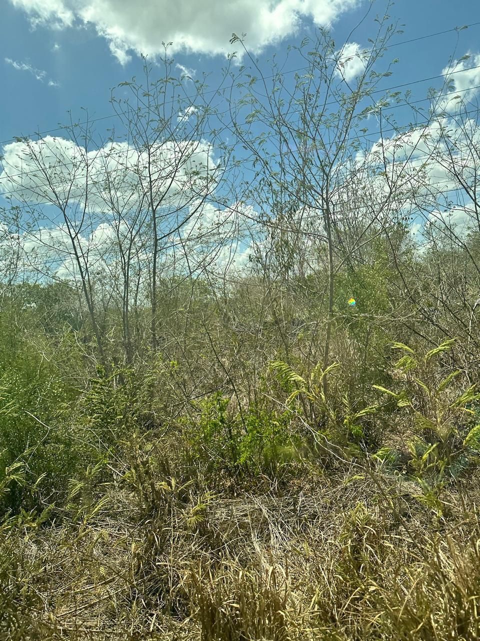 TERRENO EN VENTA EN SUMA YUCATAN - foto 3