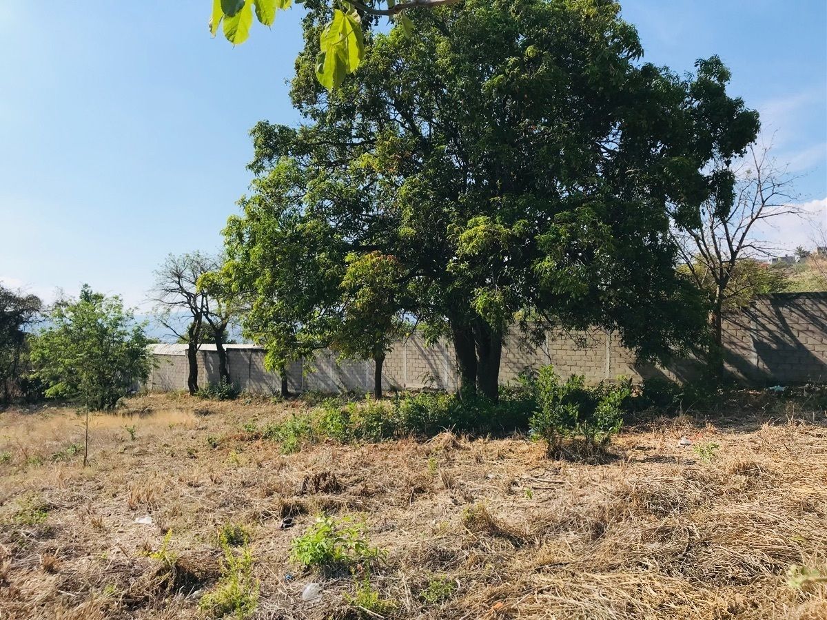 Terreno en venta Loma Bonita Terán, vista árbol interior