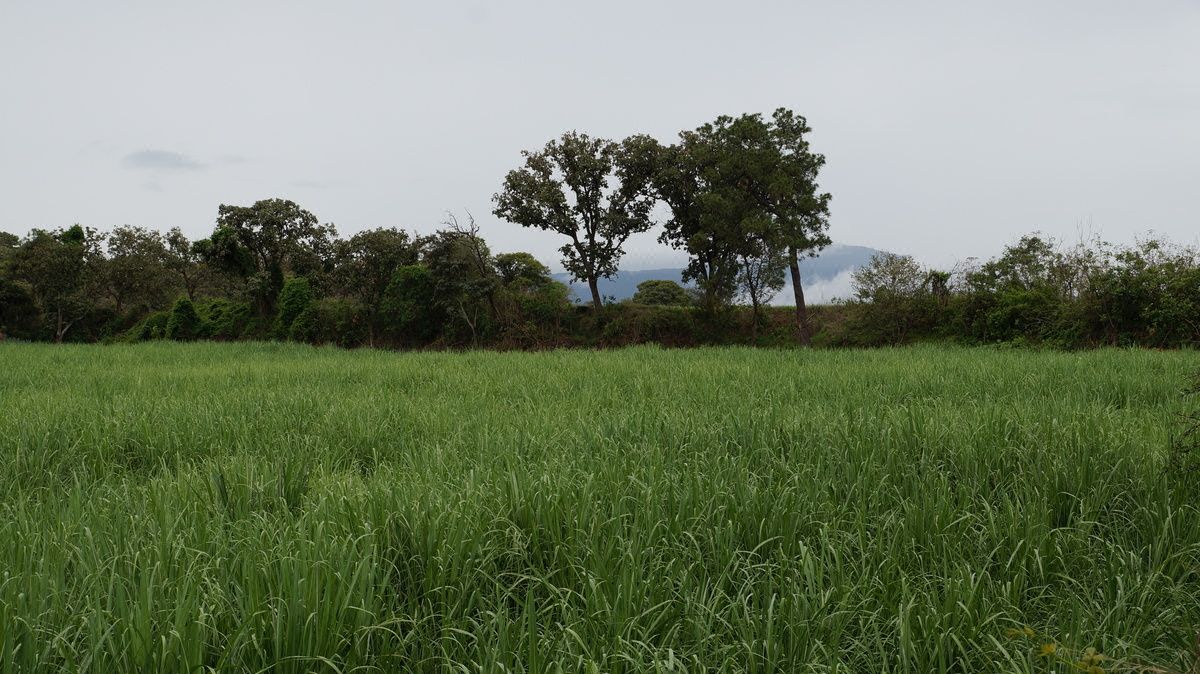 Lote em Huaxtla, El Arenal, foto 8 de 14