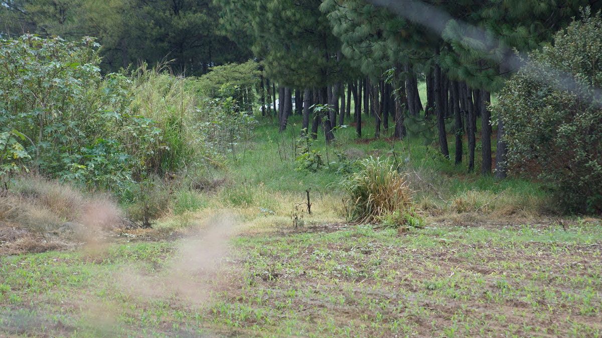 Lote em Huaxtla, El Arenal, foto 12 de 14