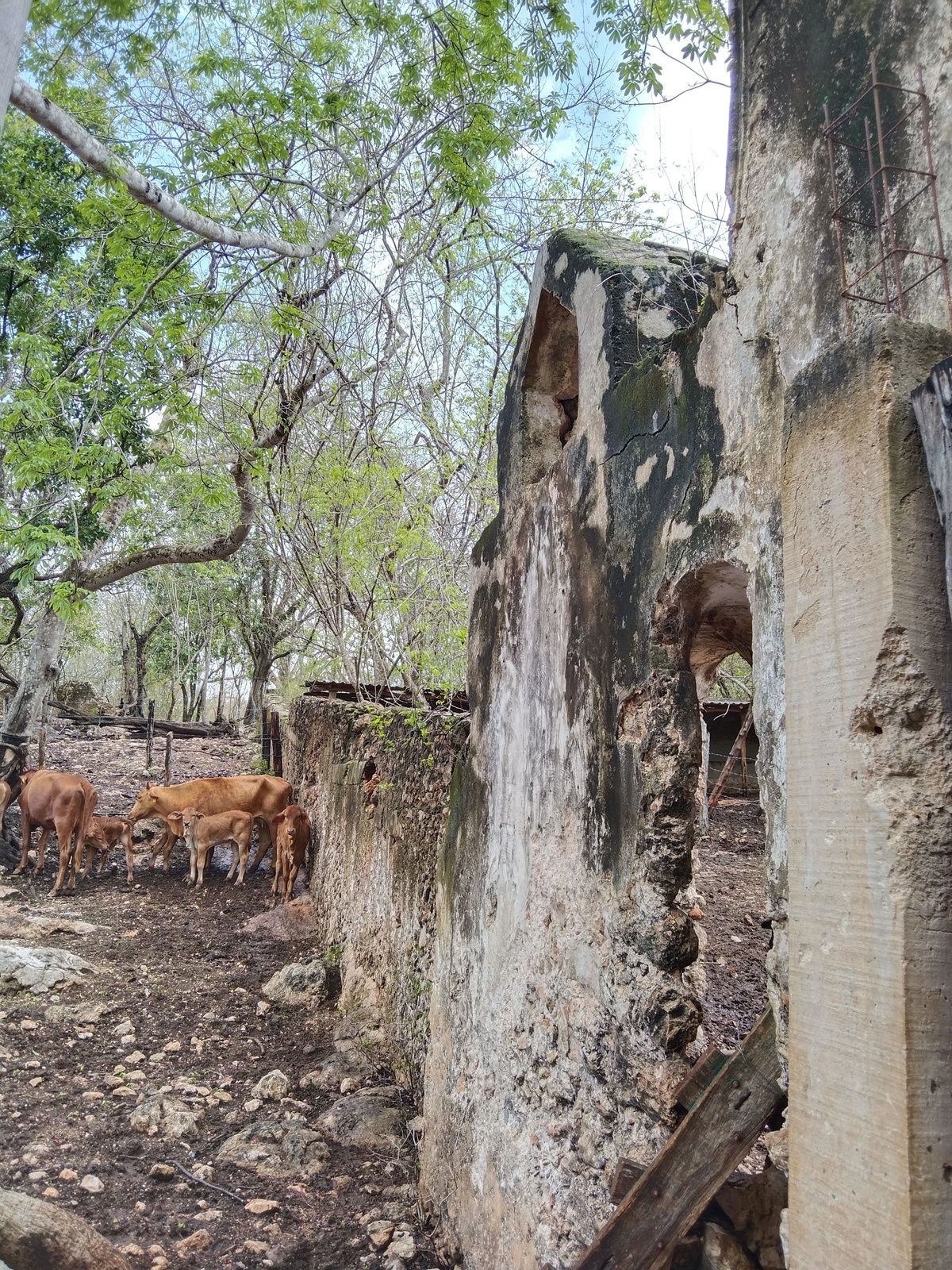 ANTIGÜO CASCO DE HACIENDA ACTUALMENTE RANCHO GANADERO EN OPERACIÓN 110 HECTÁREAS - foto 2