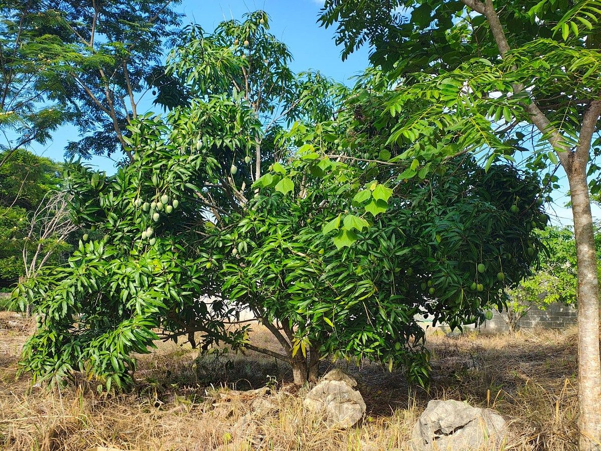 Lote em El Jobo, Tuxtla Gutiérrez, foto 10 de 10