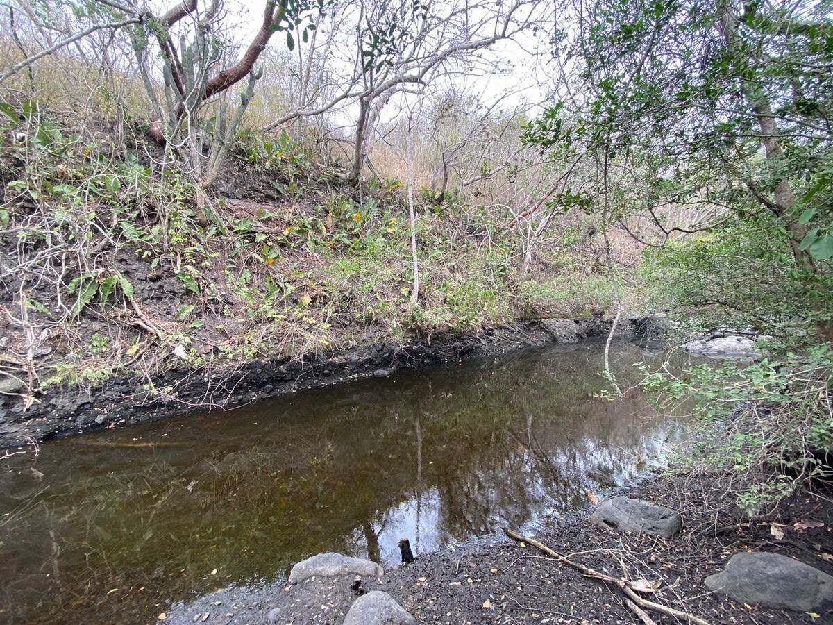 VENTA 37 hectáreas uso ganadero y agrícola Municipio Puente Nacional, VERACRUZ