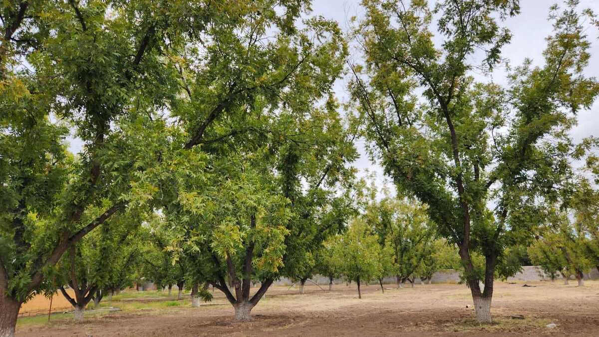 89 Nogales en Produccion de 25 a 30 años