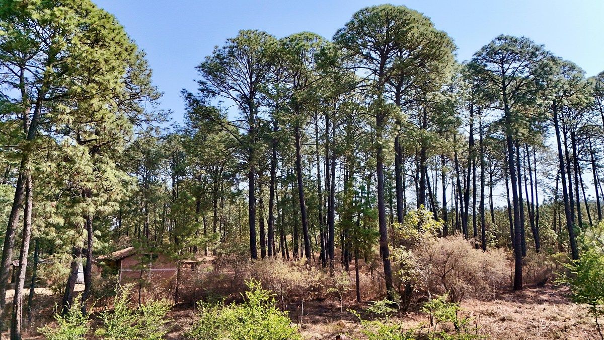 Lote em Los Espinos, Tapalpa, foto 6 de 15