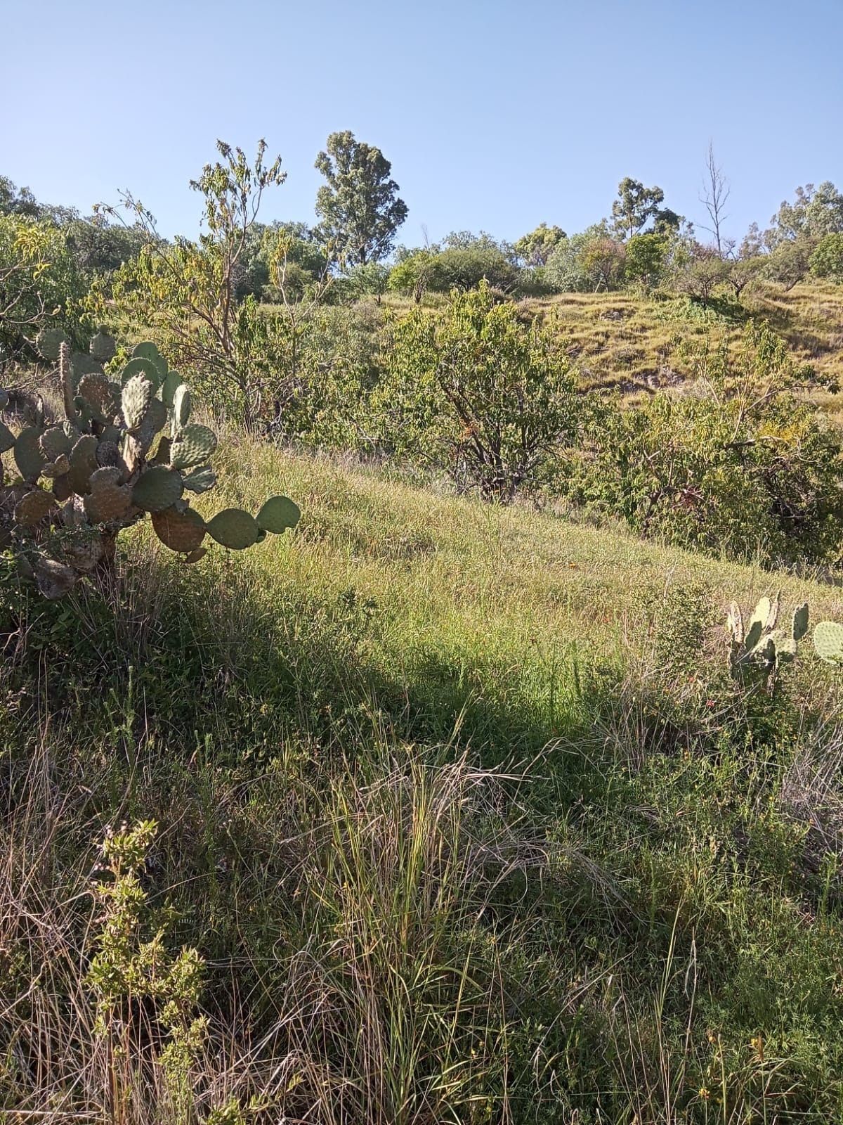 Terreno en Mellado, Guanajuato, foto 4 de 5