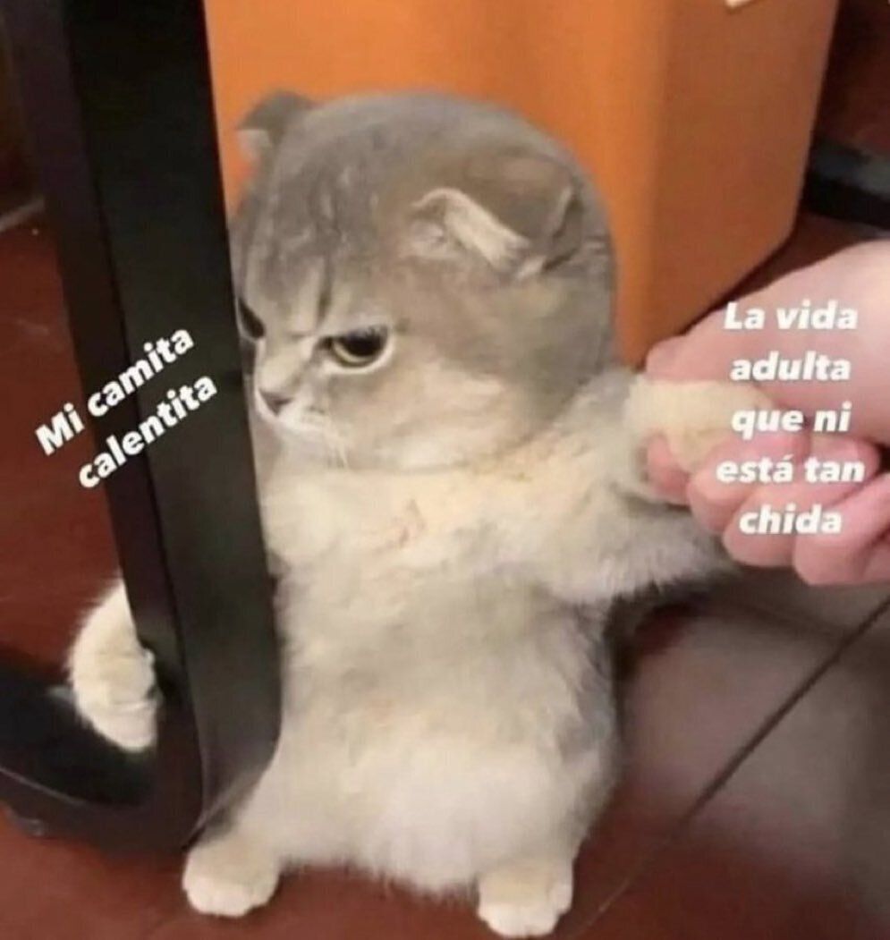 3 de 3: Prueba 4