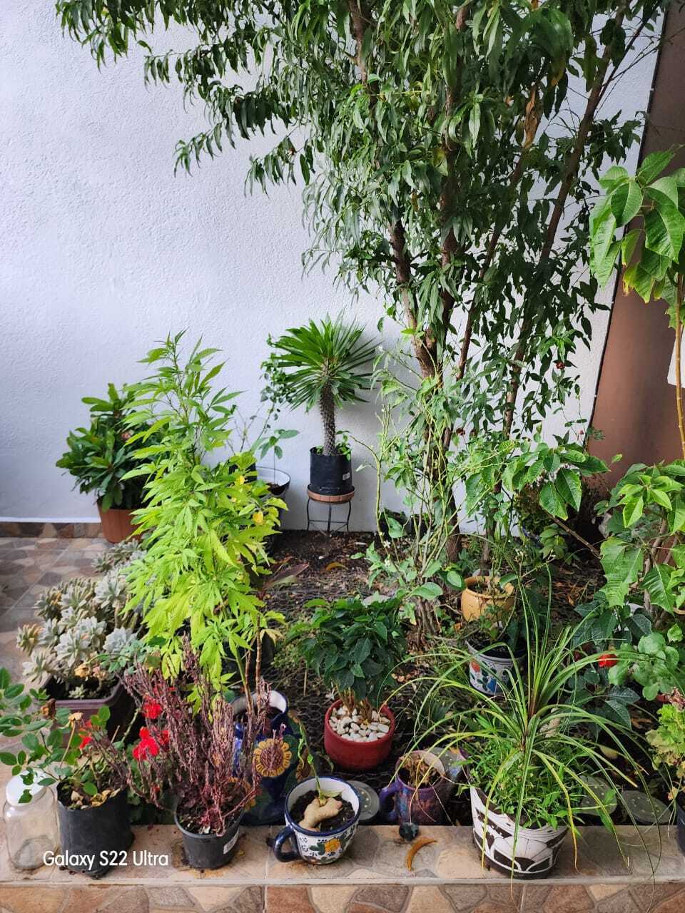 Área verde y árbol frutal