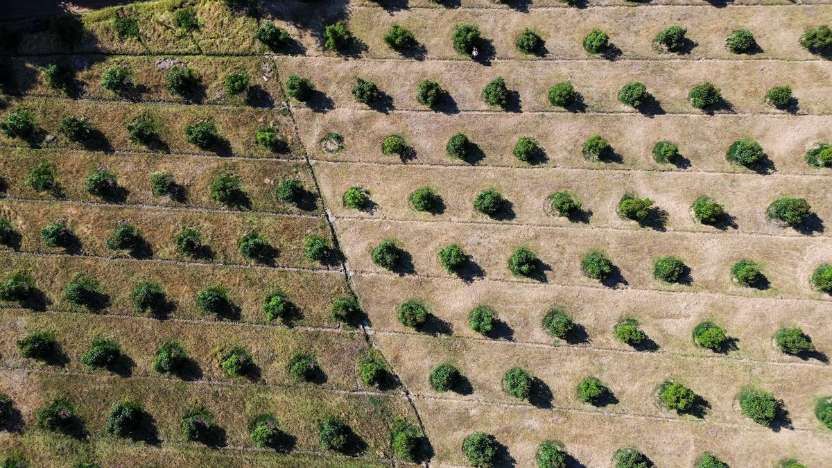 5 de 15: Vista aérea