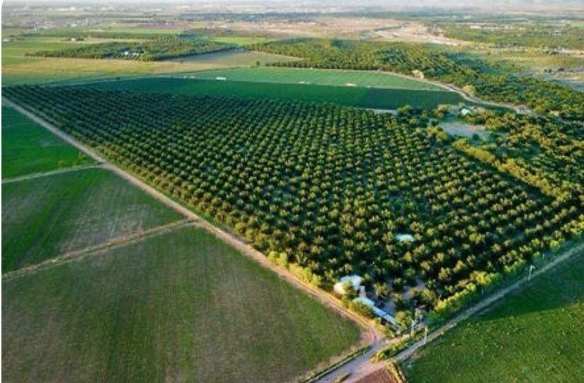 Vista aérea de huerta y sus alrededores .