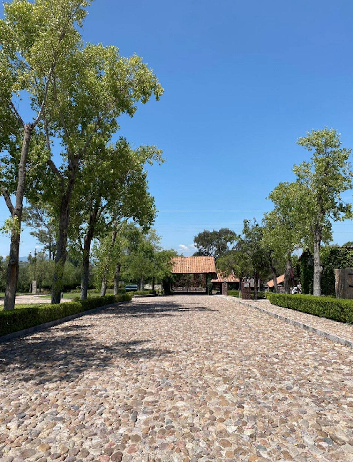 Lavender Land in Rancho la Loma LCT