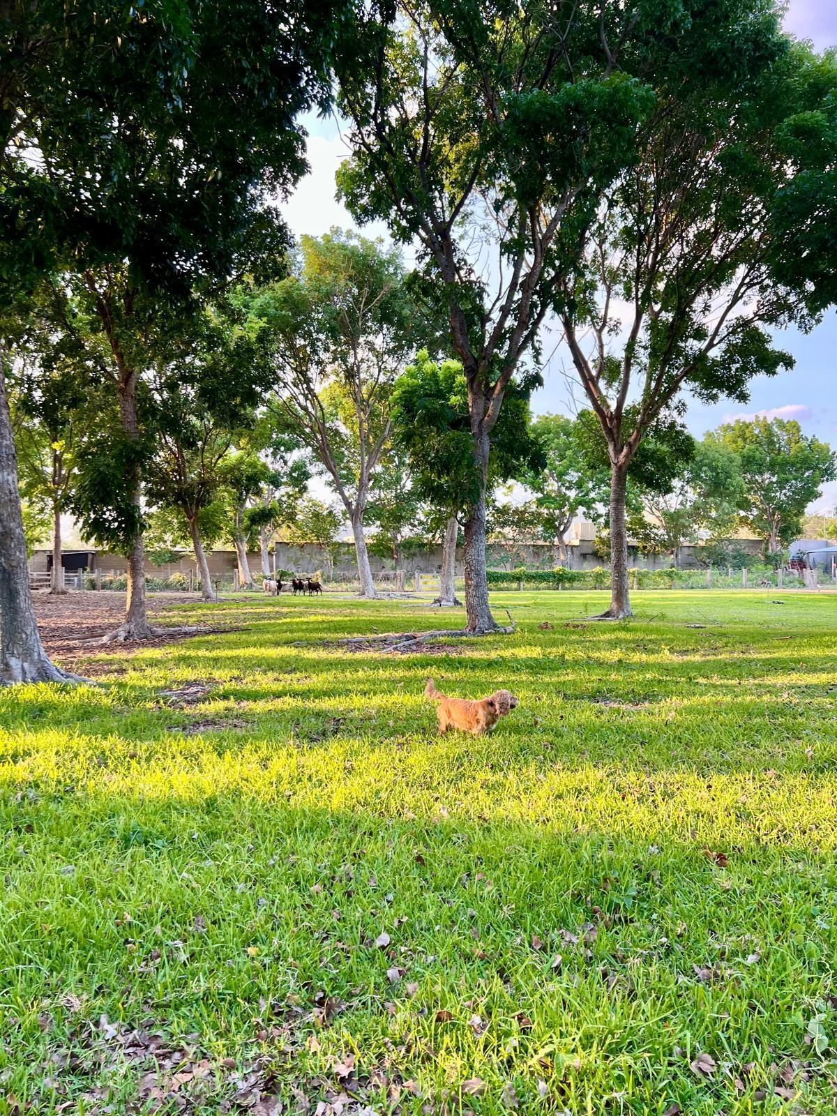 Terreno en venta en Temozón Norte: Desde 2,500m2 a 5,000 m2 con servicios - foto 4