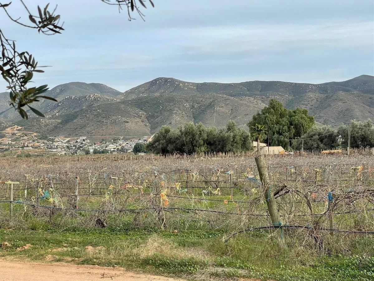 EN VENTA: Terreno con Viñedos enfrente de Parque Jersey