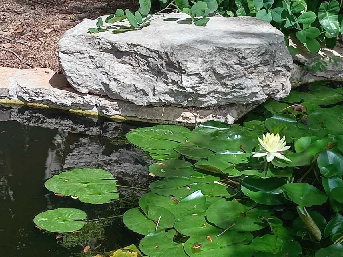 7 de 48: EStanque con peces y nenúfares