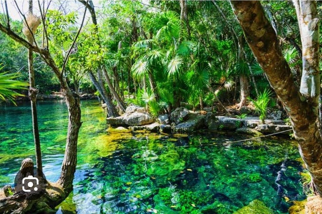 Ojo de agua en el mangle