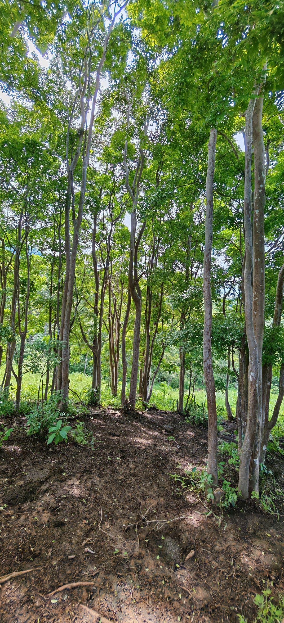 Venta Rancho Ixtlahuacán - Ixtlahuacán