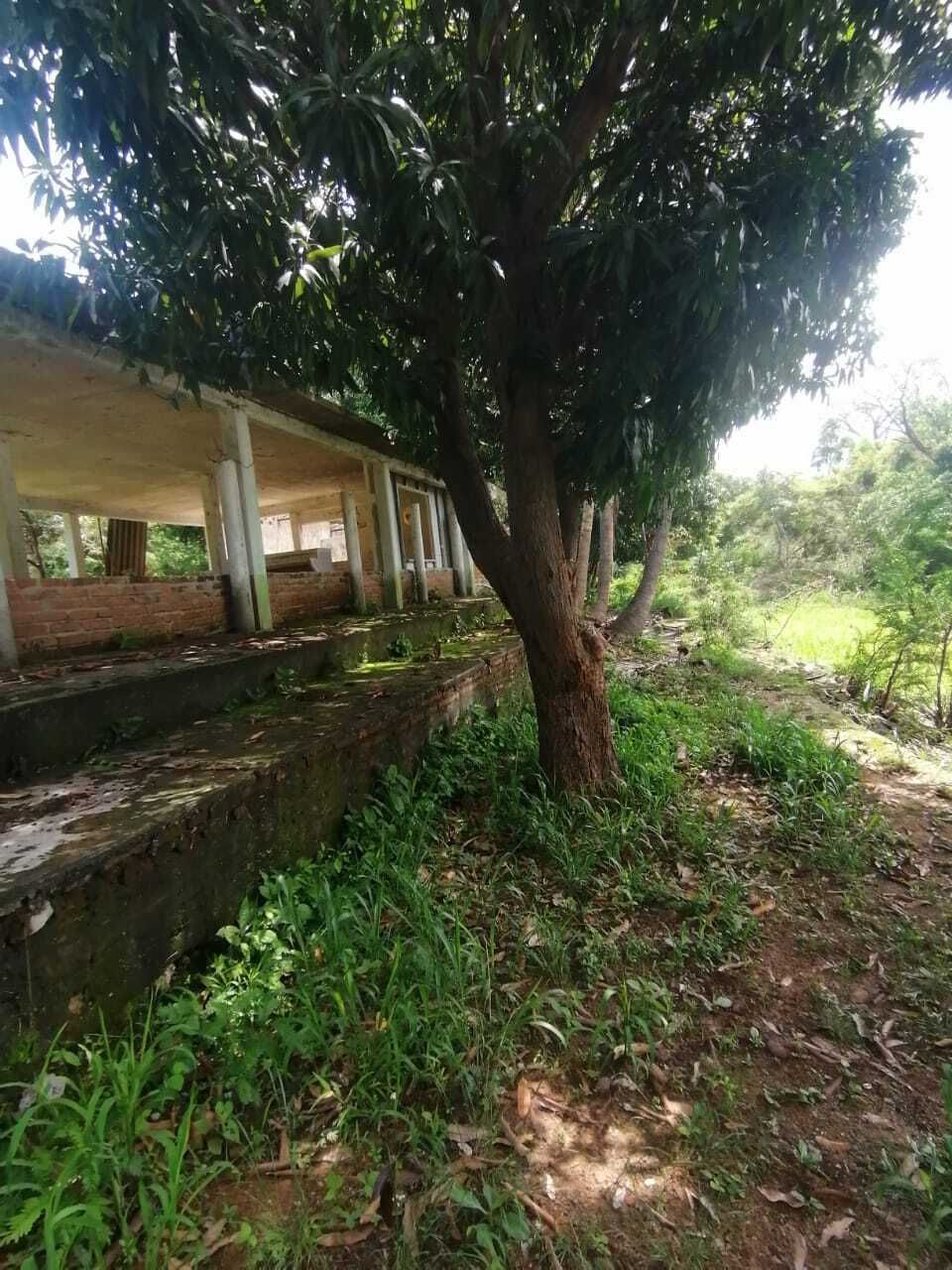 Árboles frutales
