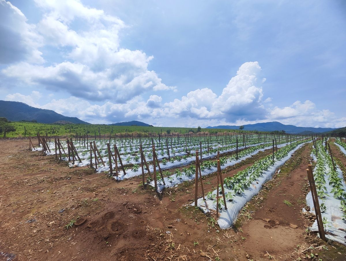 Terreno en Venta en Mascota, Jalisco en la entrada del pueblo Mágico! - foto 3