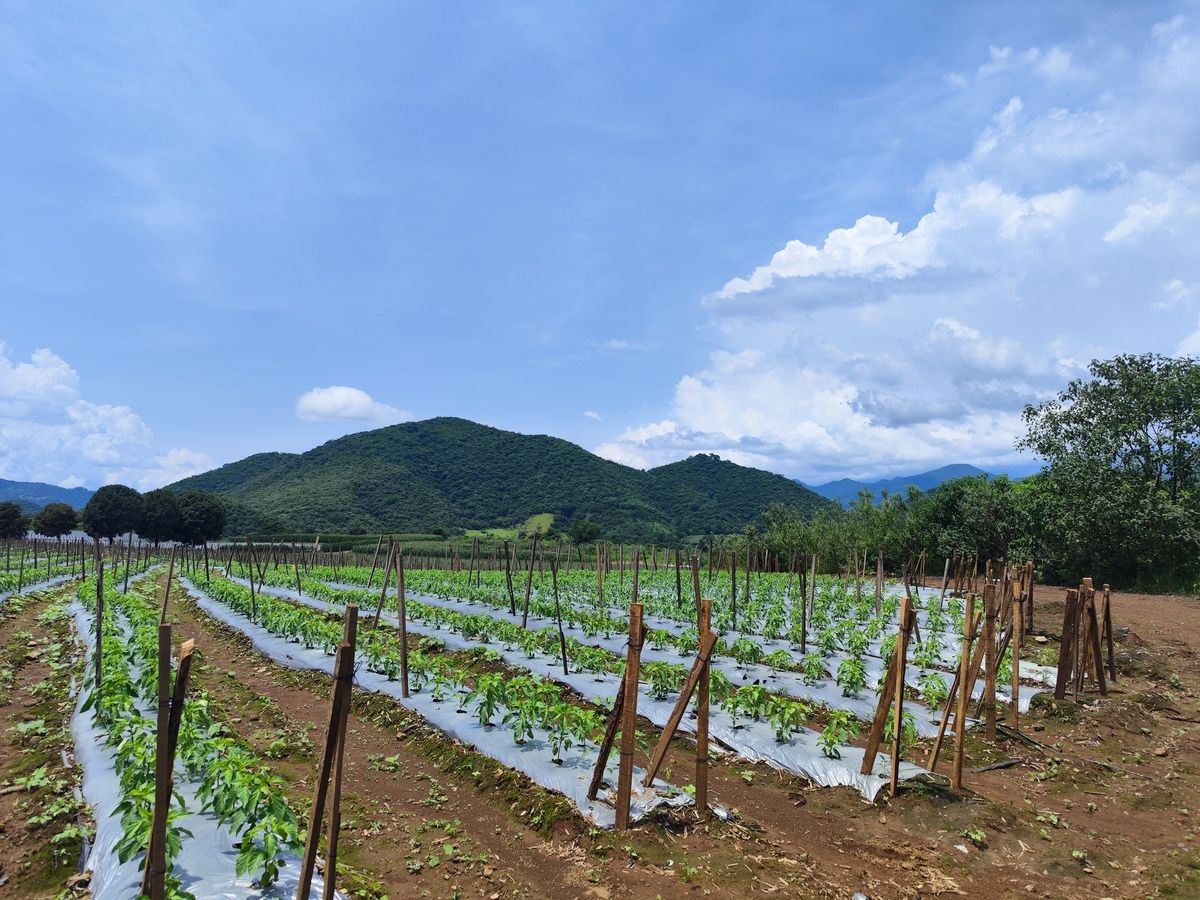 Terreno en Venta en Mascota, Jalisco en la entrada del pueblo Mágico! - foto 2
