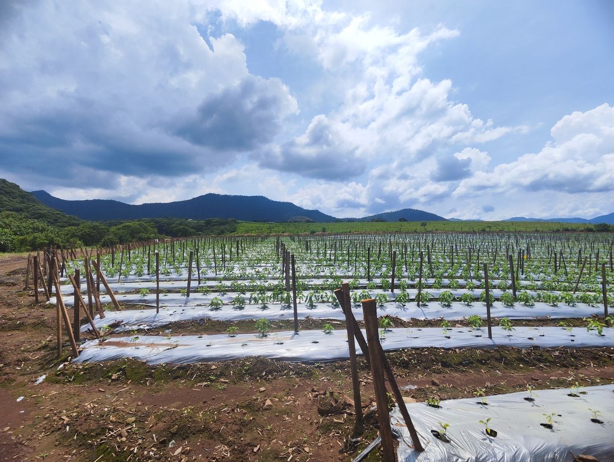 Terreno en Venta en Mascota, Jalisco en la entrada del pueblo Mágico! - foto 5