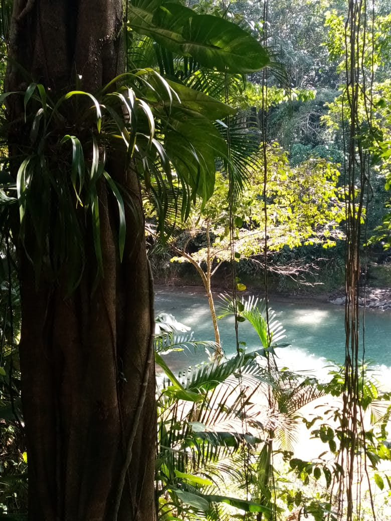 Terreno alto a orilla del Río Puyacatengo en Villa Vicente Gro, Teapa Tabasco - foto 5