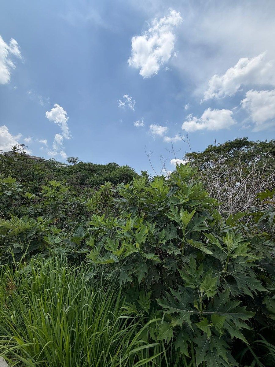 Lote em Las Cañadas, Zapopan, foto 3 de 20