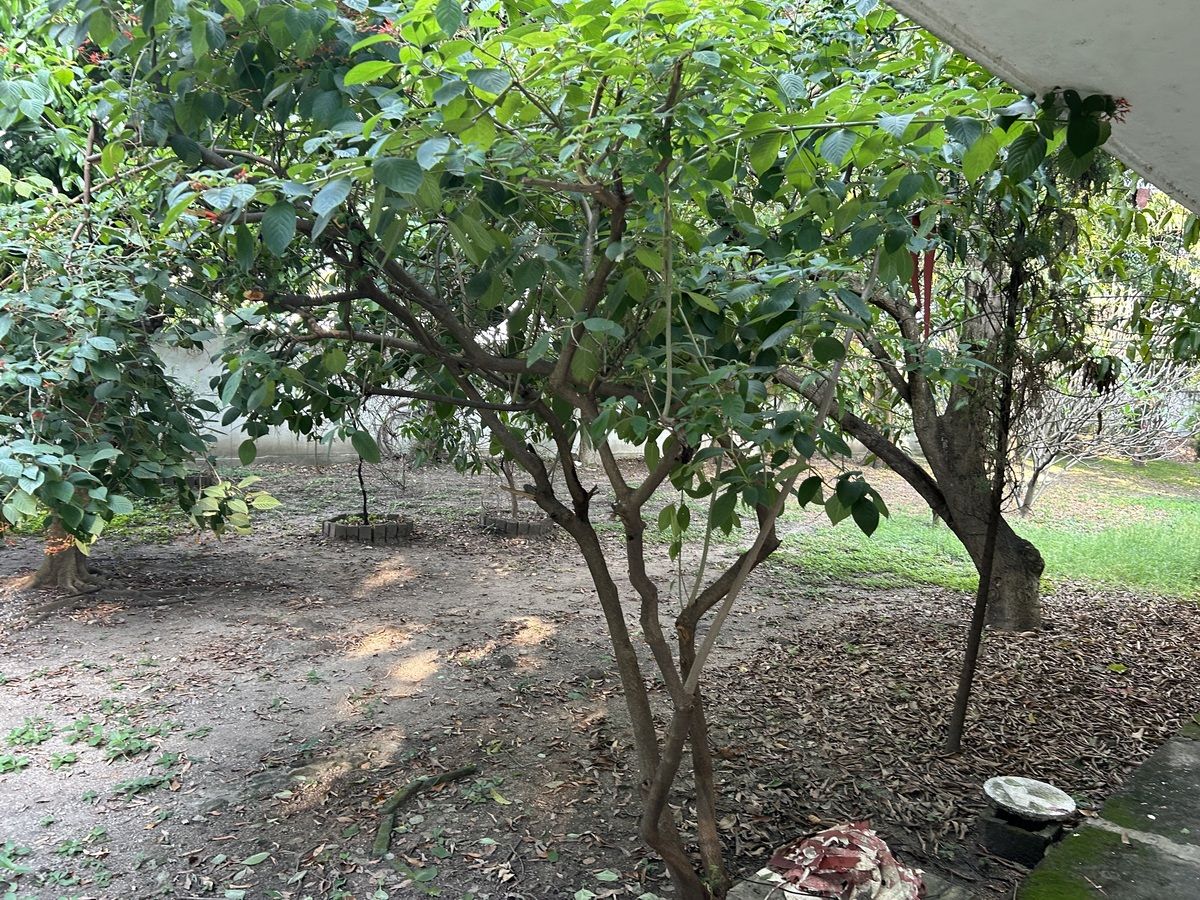 En Venta Terreno Comercial con Casa grande en Plan de Ayala !! - foto 3
