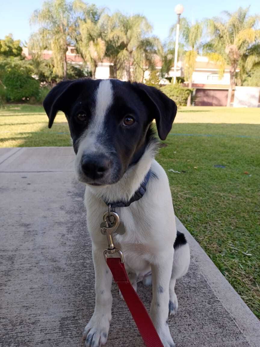 30 of 30: Aquí podría estar tu mascota disfrutando del parque!!