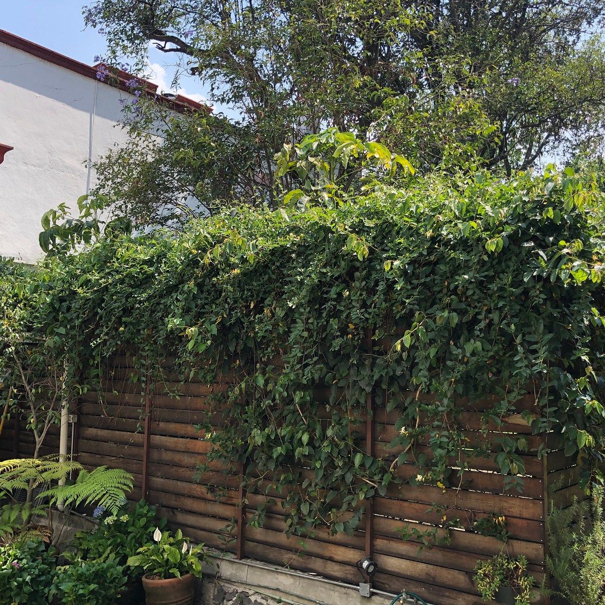 House in Lomas de Virreyes, Miguel Hidalgo, photo 20 of 41
