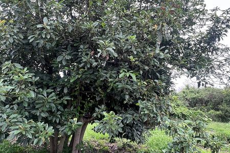 LAND FOR SALE TLAYACAPAN, MORELOS
