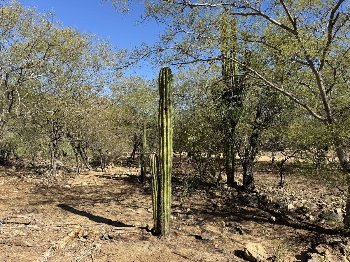 Lot in El Triunfo, La Paz, photo 11 of 13