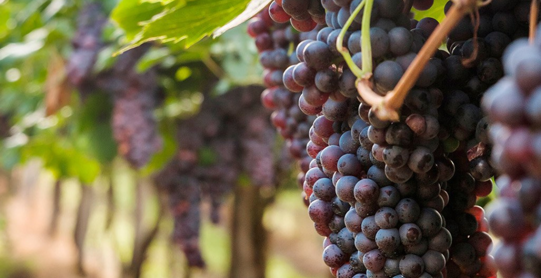 Preventa Exclusiva en San Miguel de Allende! Residencias Premium desde $11,300,0