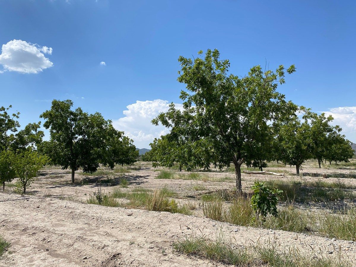 Huerta en Cerro Colorado, Parras, foto 5 de 12