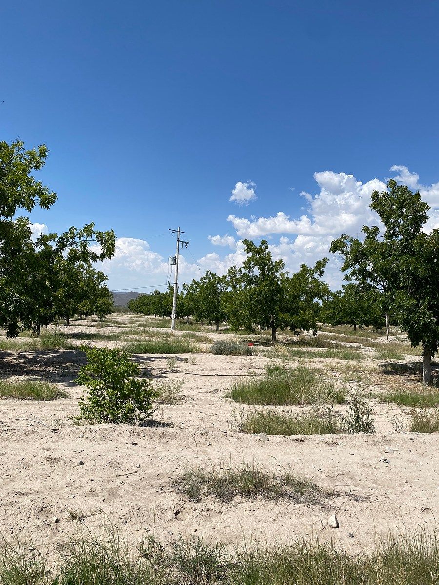 Huerta en Cerro Colorado, Parras, foto 4 de 12