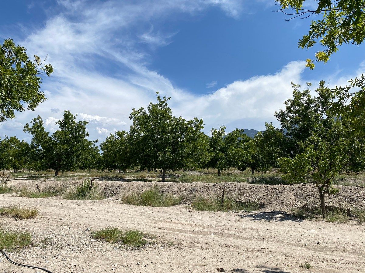 Huerta de nogales en venta en PARRAS, foto 1 de 12
