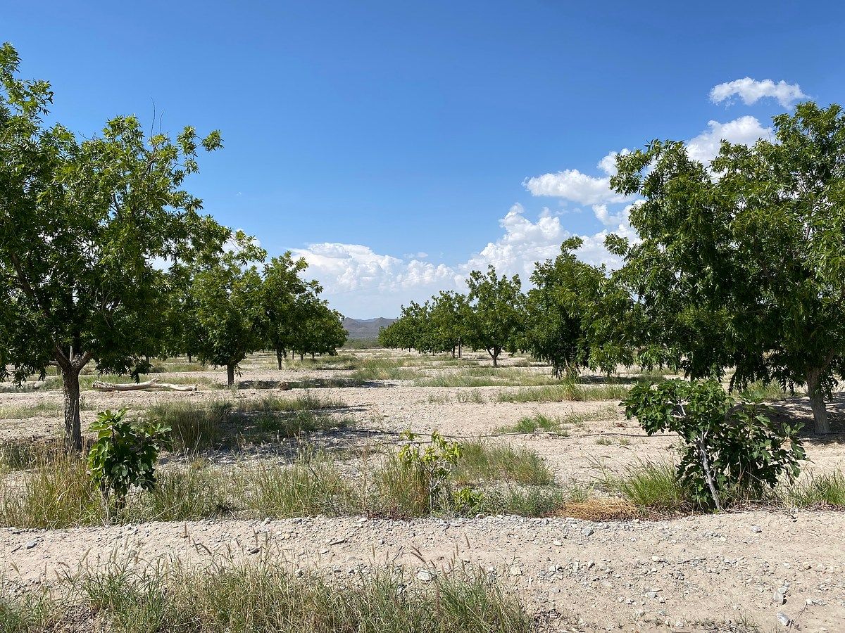 Huerta en Cerro Colorado, Parras, foto 6 de 12