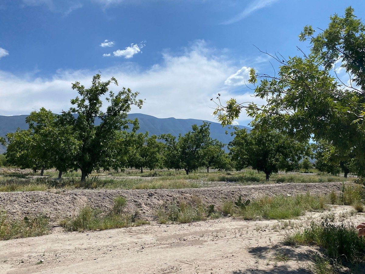 Huerta en Cerro Colorado, Parras, foto 2 de 12