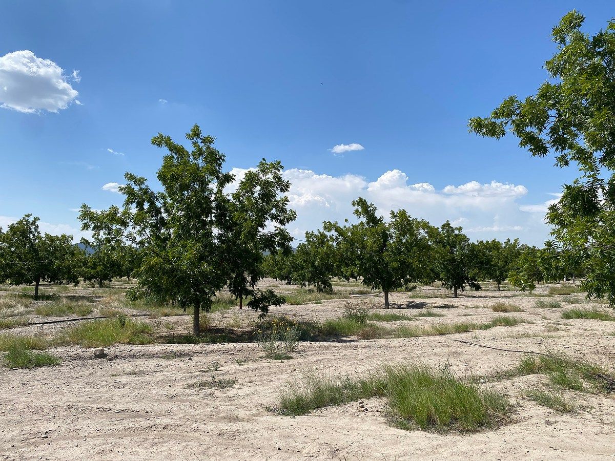 Huerta en Cerro Colorado, Parras, foto 7 de 12
